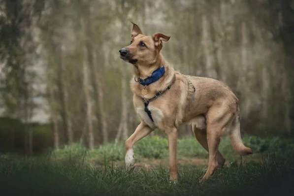 Лавр ищет дом в Москве фото 43