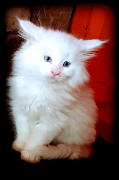 Мейн-кун белые котята в фото 4