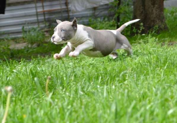 Шикарные милые щенки Амстаффа 2 месяца ркф в Москве