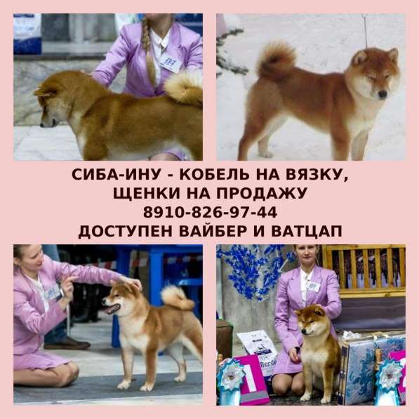 Кобель сиба-ину для вязки
