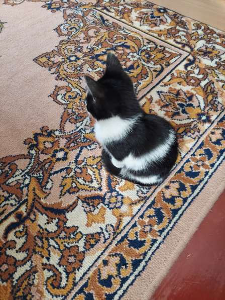 КОТЯТА ДАРОМ в фото 9