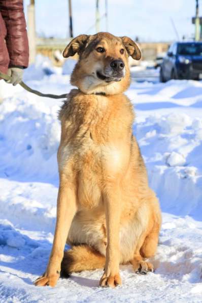 Собака в хорошие руки