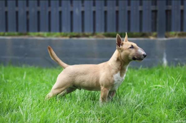 Щенок мини бультерьер, мальчик в Москве