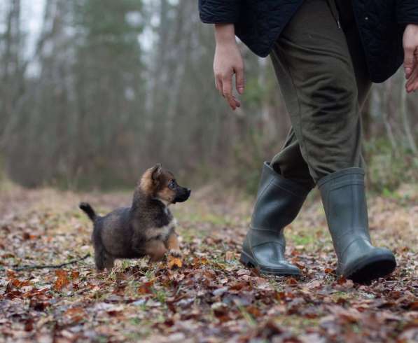 Крохи-щенки — вырастут маленькими в Москве фото 4