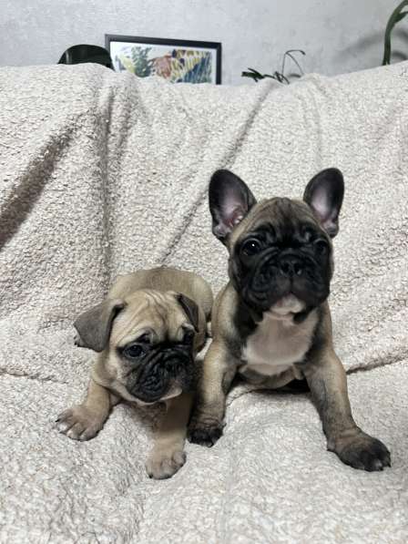 Продам щенков французского бульдога в Красноярске
