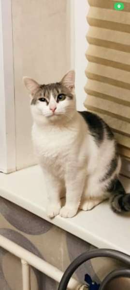 Кошечка Фрося в добрые руки в Москве фото 11