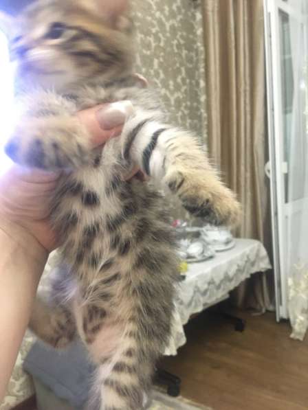 Бенгал котёнок