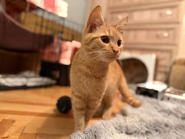 Хороший ласковый котёнок-рыжик в Санкт-Петербурге фото 8