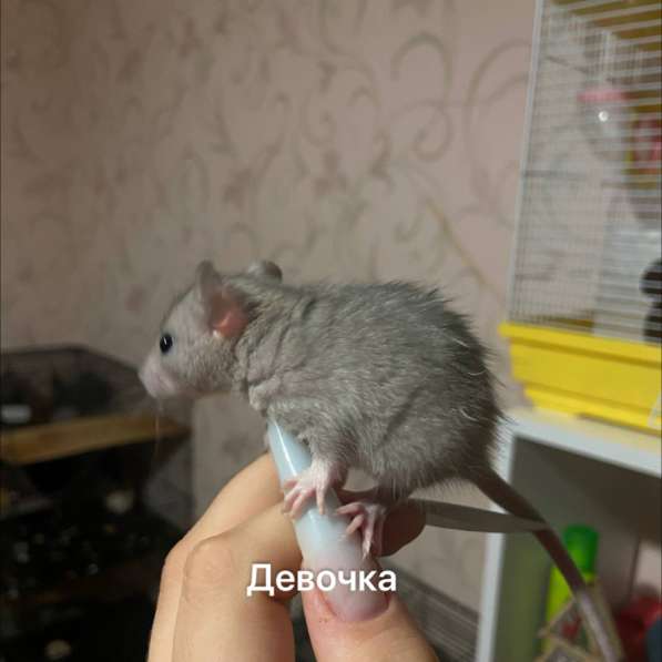 Крысята в Краснодаре