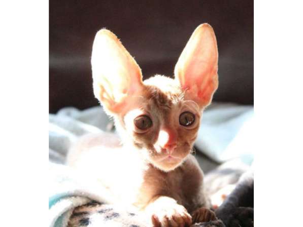 Кудрявые котята Корниш рекс в 