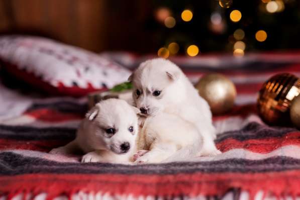 Открыта бронь на щенков хаски в Москве