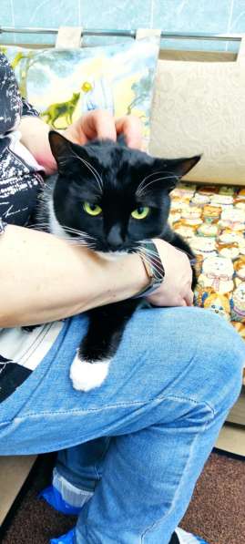 Кошечка Ромашка в добрые руки в Москве фото 16