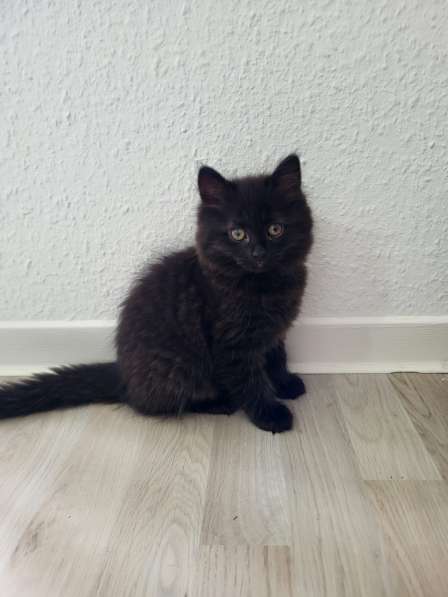Котята, чёрные, смешаной пароды