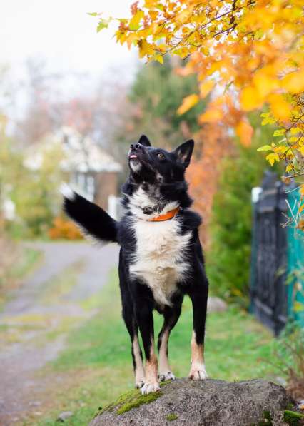 Роскошный молодой пёс