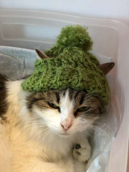 Котенок в добрые руки