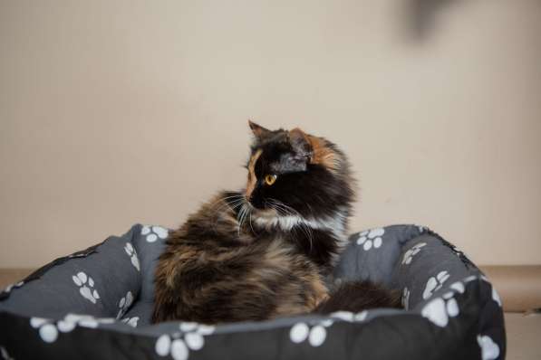 Роскошная трехцветная пушистая кошка Аргентина в Москве фото 3