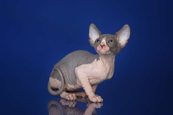 Стиль и нежность- Эльф, бамбино или сфинкс в Волгограде фото 9