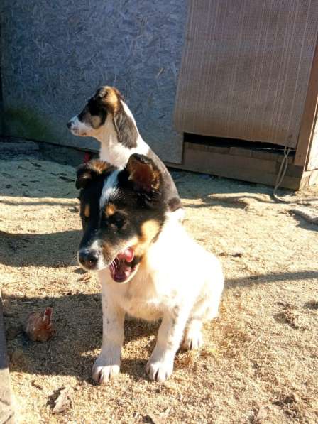 Маленькие хорошенькие хвостики в Санкт-Петербурге фото 13