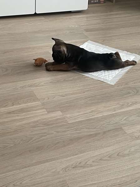 Французский бульдог в Тюмени