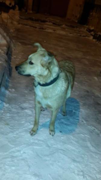 Отдам даром Ищем дом для Ладушки в Санкт-Петербурге