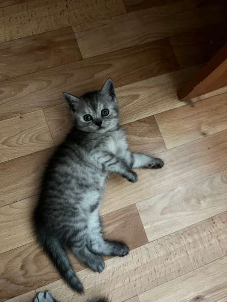 Шотландские котята в Саратове фото 3