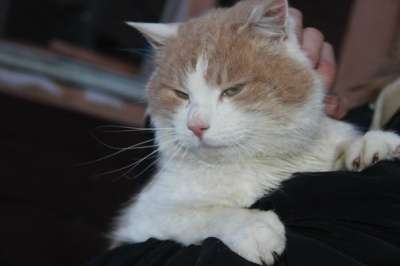 Отдам даром Молодой котик Рома в Санкт-Петербурге фото 6