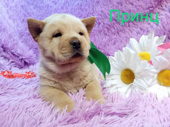 Щенки чау-чау в Краснодаре фото 11