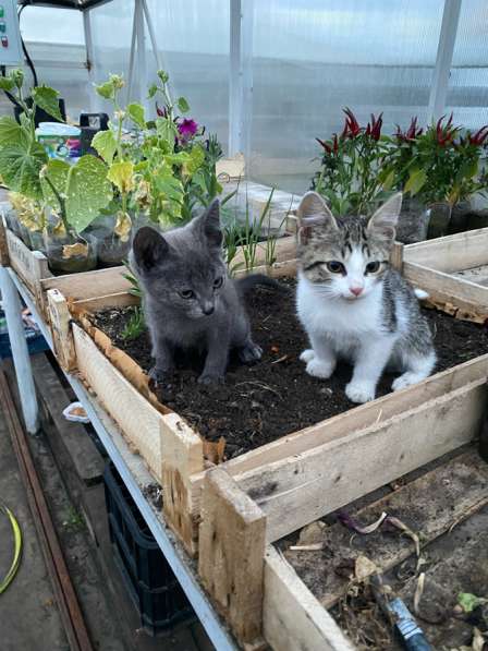 Котята в добрые руки