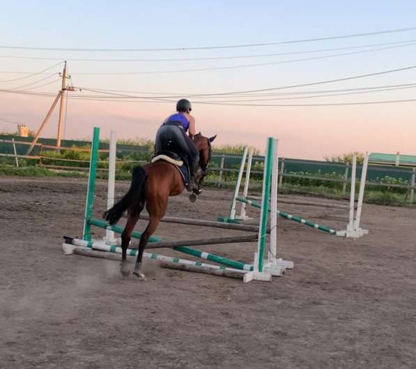 Лошадь - чистокровный ахалтекинец (возможна аренда) в Краснодаре фото 5