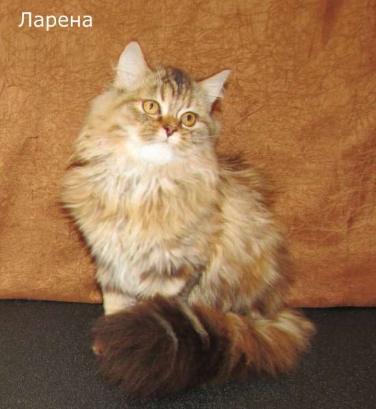 Шотландские котята из питомника в Санкт-Петербурге фото 3