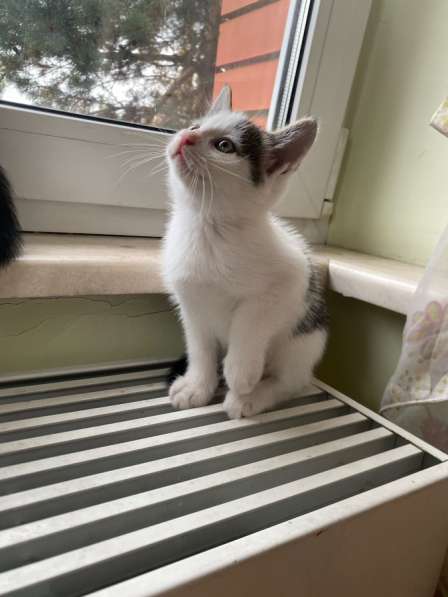 Котята в Москве фото 3