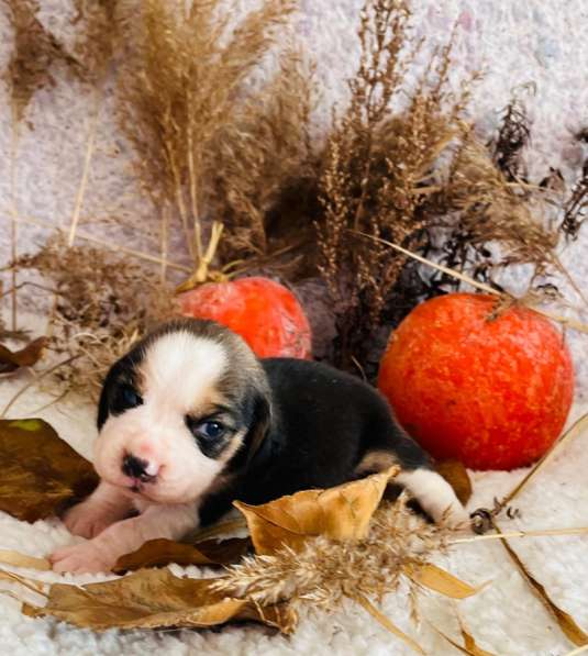 Бигль в Уссурийске фото 4