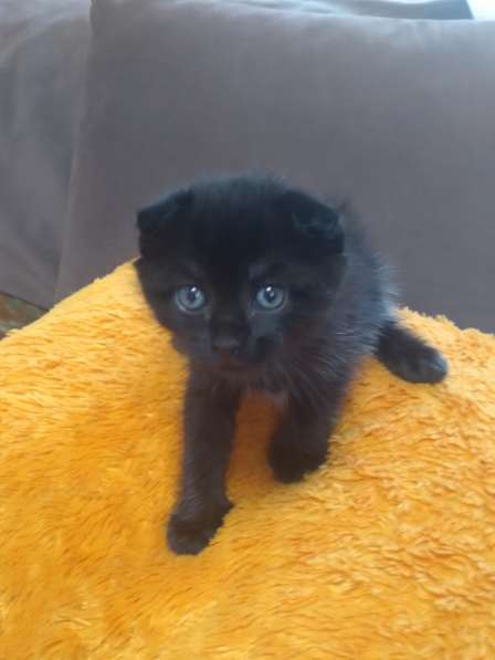 Продам вислоухих котят