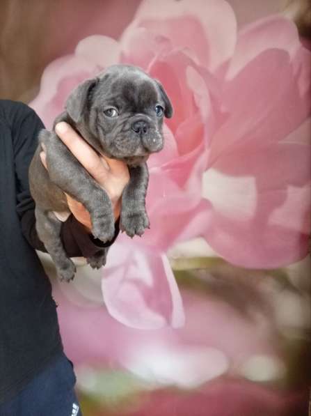 Милые щенки французский бульдог в Москве фото 3