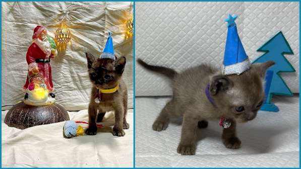 Котята европейской бурмы в Москве фото 6