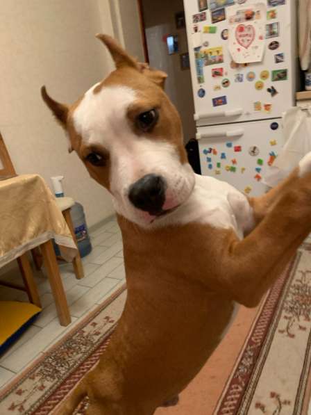 Найдена собака, щенок в Ростове-на-Дону фото 3