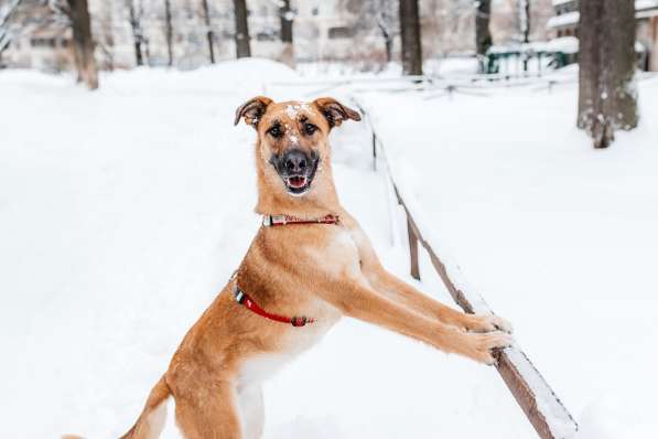Бриа - собака, которую Вы не забудете! В добрые руки в Москве фото 7
