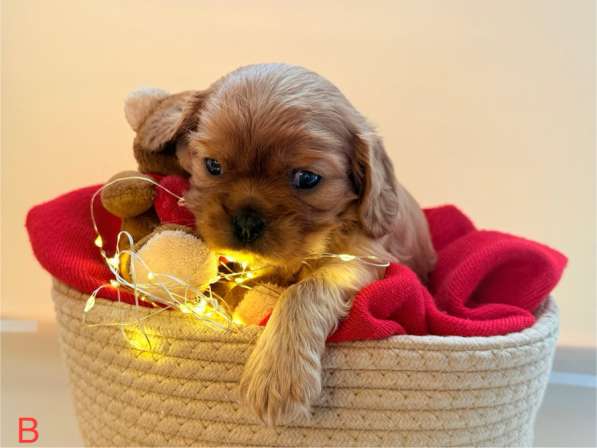 Щенки кавалер Кинг Чарльз спаниель в Москве фото 6