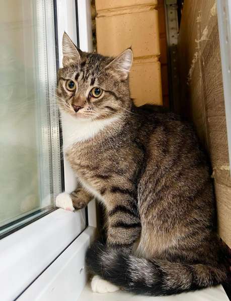 Молоденький полосатый котик Арчи в добрые руки в Москве фото 4