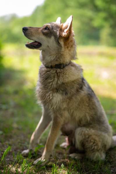 Щенята — почти волчата ищут дом в Москве фото 7