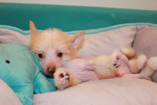 Щенок КХС в Москве фото 8