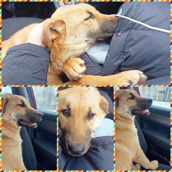 Собака Симона даром