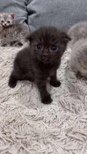 Котята шотландцы в Челябинске фото 12