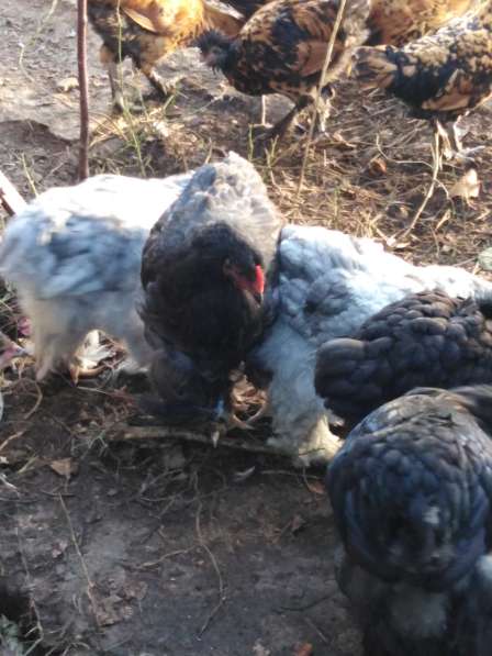 Павловские золотые и кохинхины в Зарайске фото 21