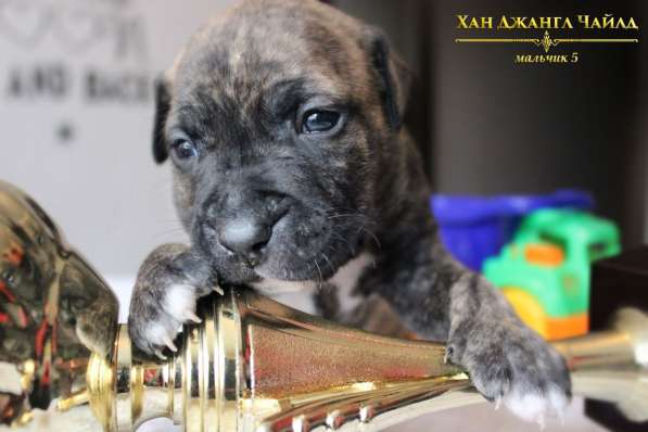 Щенки Американского Пит-бультерьера в фото 11