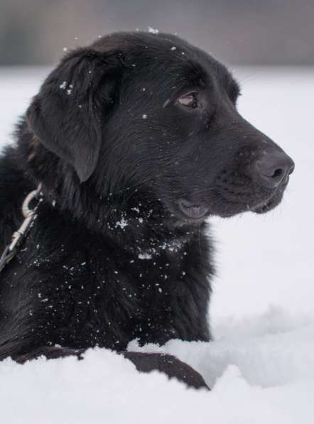 Метис лабрадора ищет хозяев в Москве фото 7