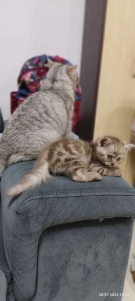 Британские короткошёрстные котята! в фото 8