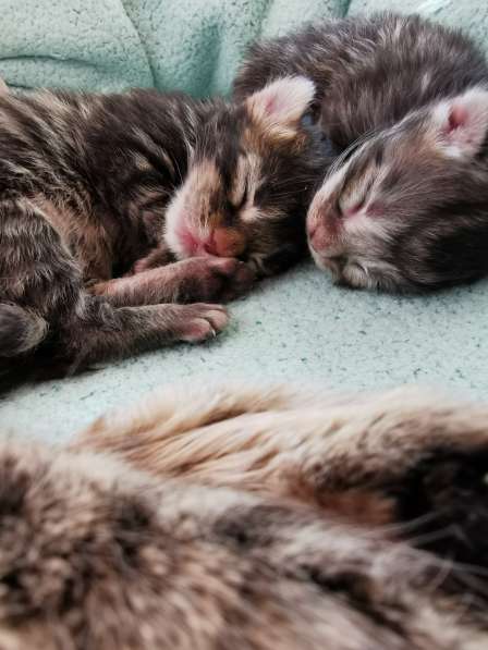 Котенок мейнкун родился 14 февраля 2021 в фото 8
