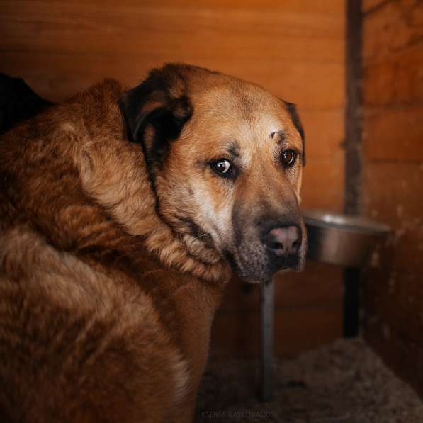 Кохинор ищет семью в Москве фото 30