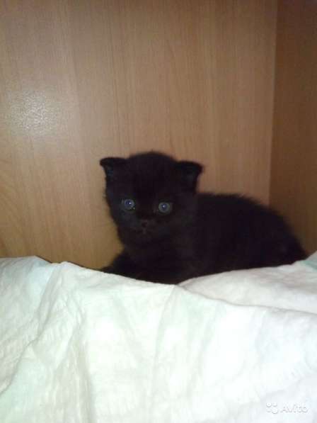 Котята в Челябинске фото 7